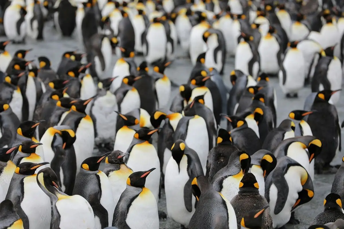 Bunch of Emperor penguins on ice.