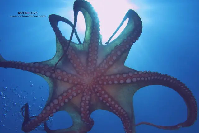 World Octopus Day