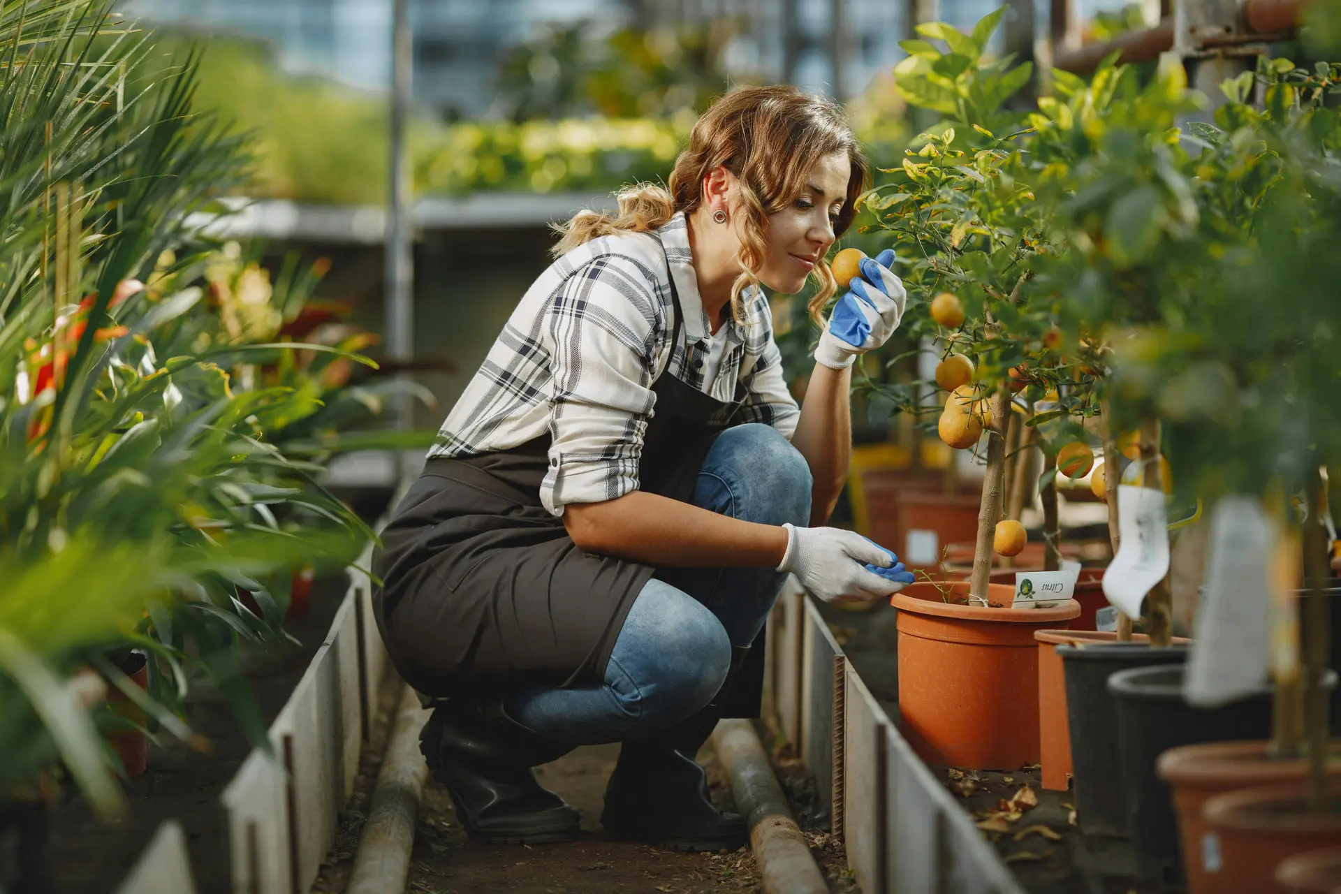 A female gardener smelling a ripe yellow lemon. The lemon trees are placed inside an indoor garden.