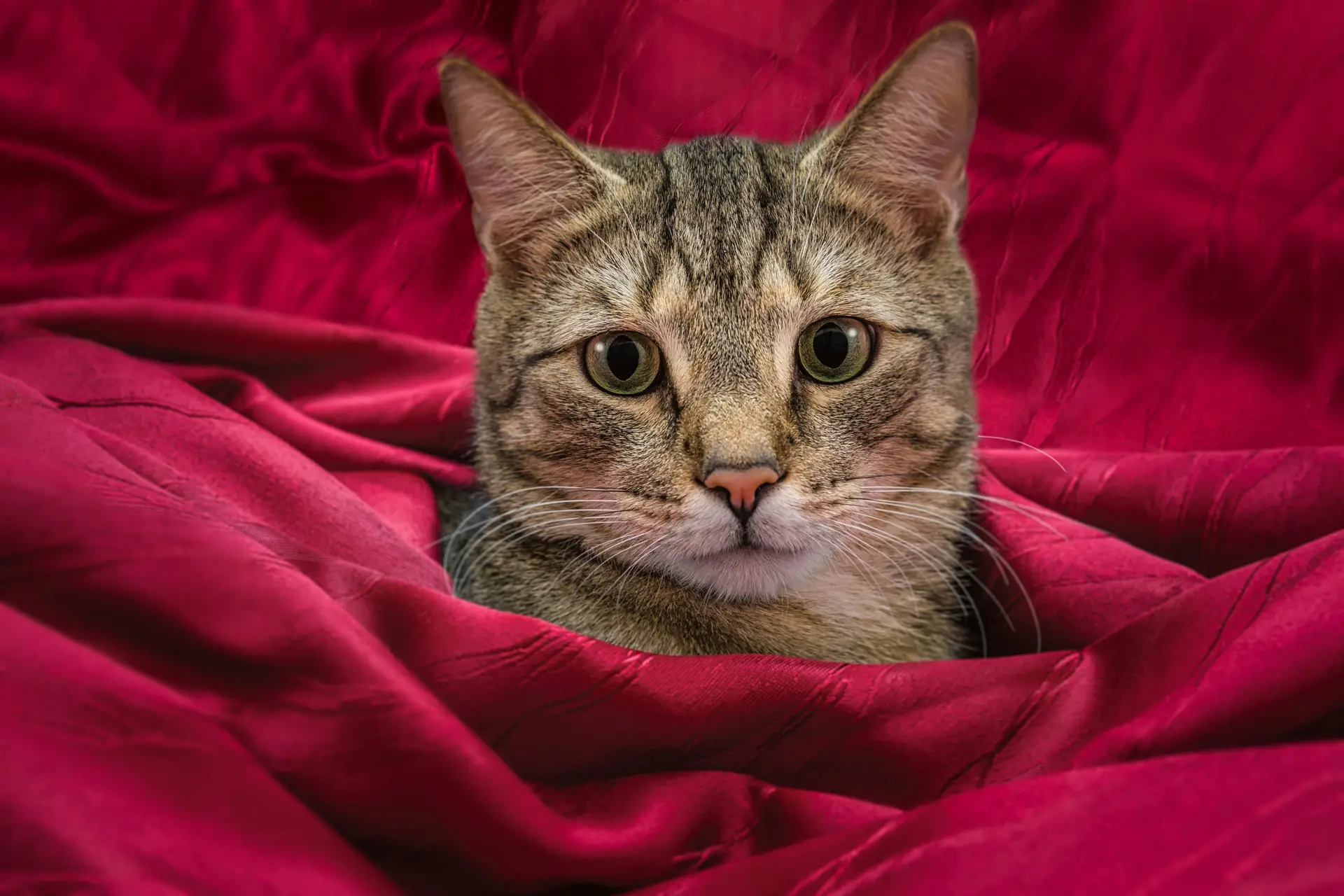 A cat with its head out from a deep pink velvet robe.