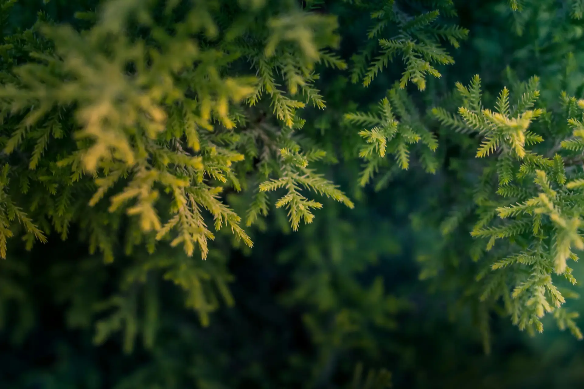 Evergreen tree brances full with lush leaves.
