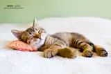 World Sleep Day