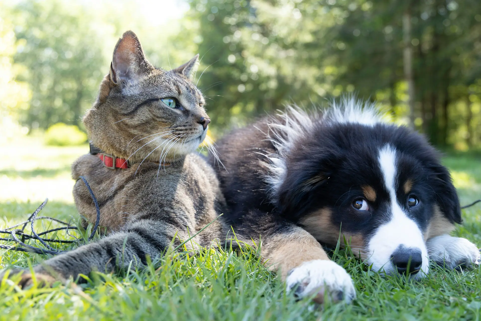 A cat and a dog sitting on the grass outdoors next to each other.