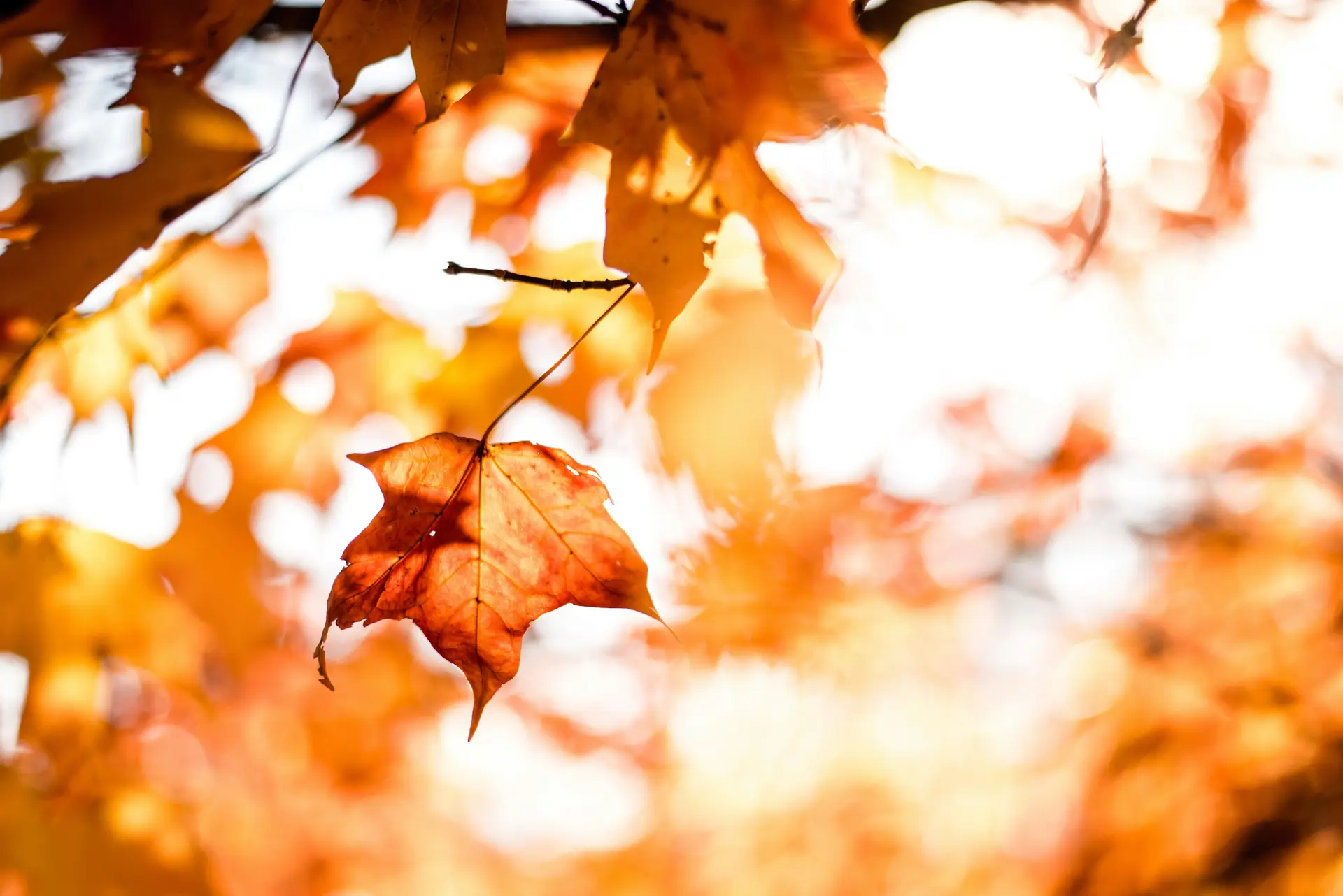 An orange colored maple leas with shallow depth of field.
