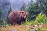 ​National Wildlife Day