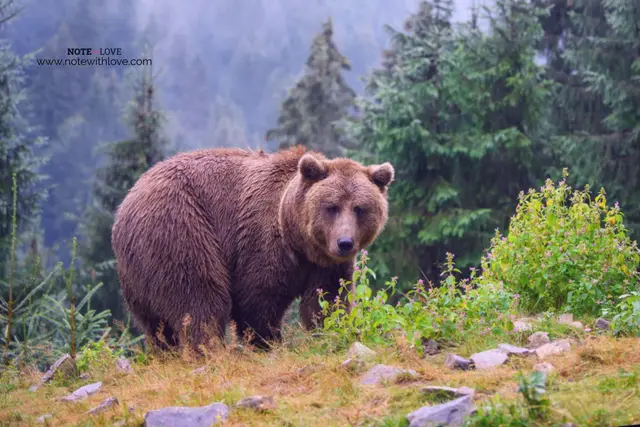 ​National Wildlife Day
