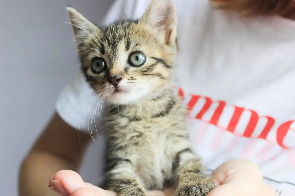 A cute kitten being held gently, showcasing its bright blue eyes.