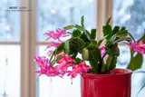 National Plant a Flower Day