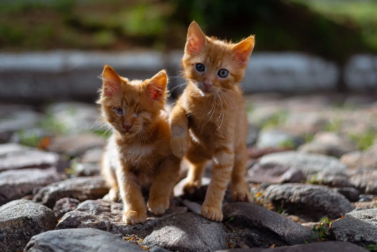 Two adorable ginger kittens playfully pose on a sunlit cobbled street.