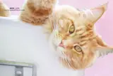 International Cat Day