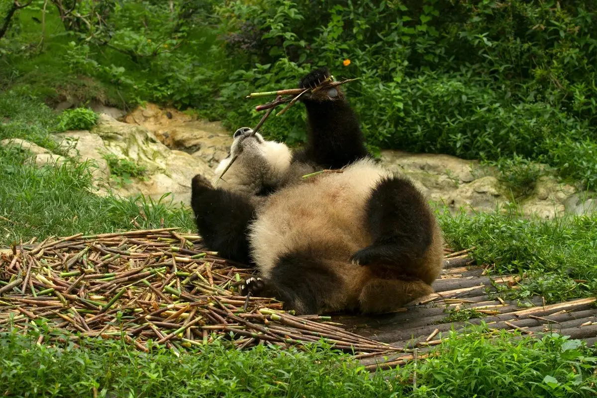 A-panda-eating-bamboo.jpg