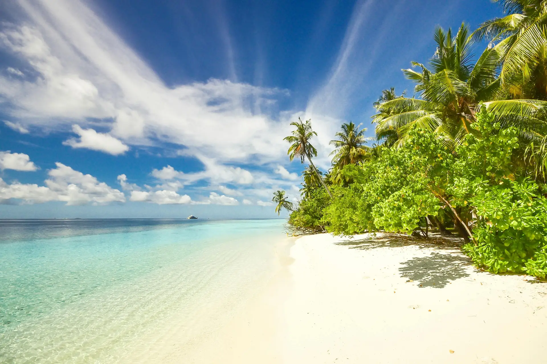 A beach with tropical trees near it.