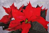 National Poinsettia Day