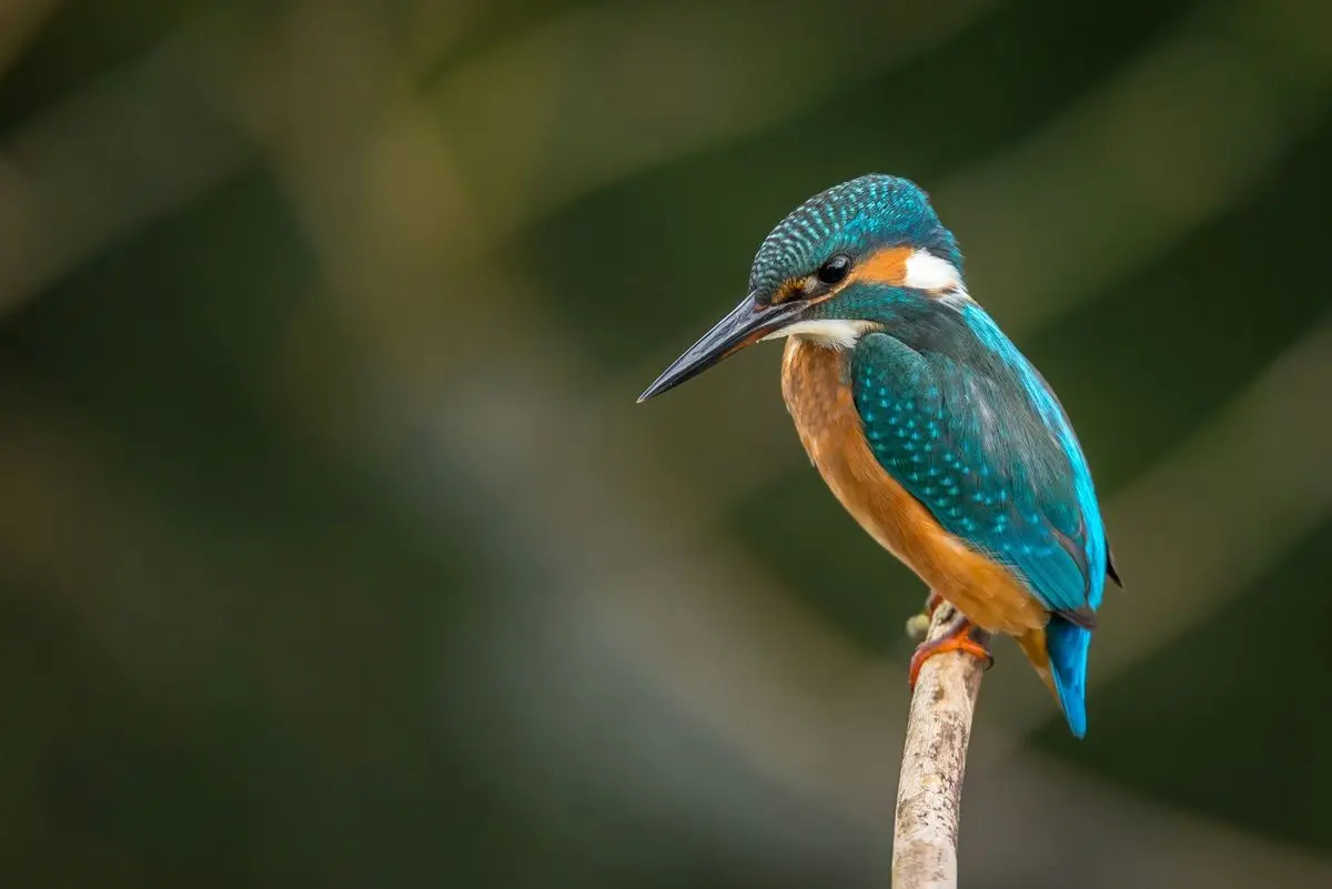 A blue kingfisher bird sitting on a branch.