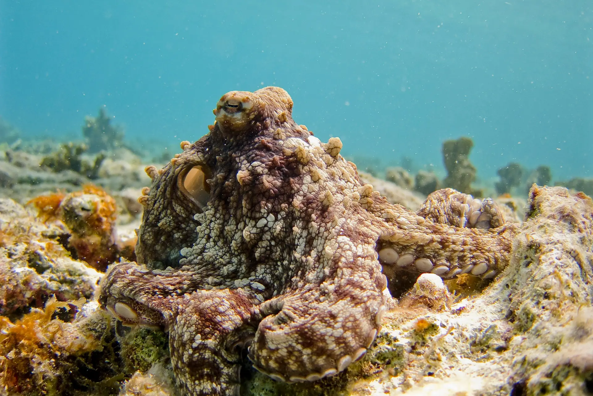 A brown colored octopus sitting dormant on the ocean floor.